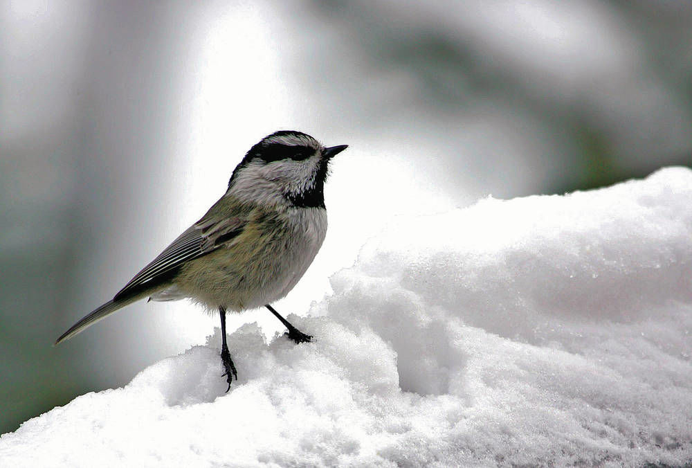 Report: 48 percent of New Mexico’s birds at risk of extinction from climate change